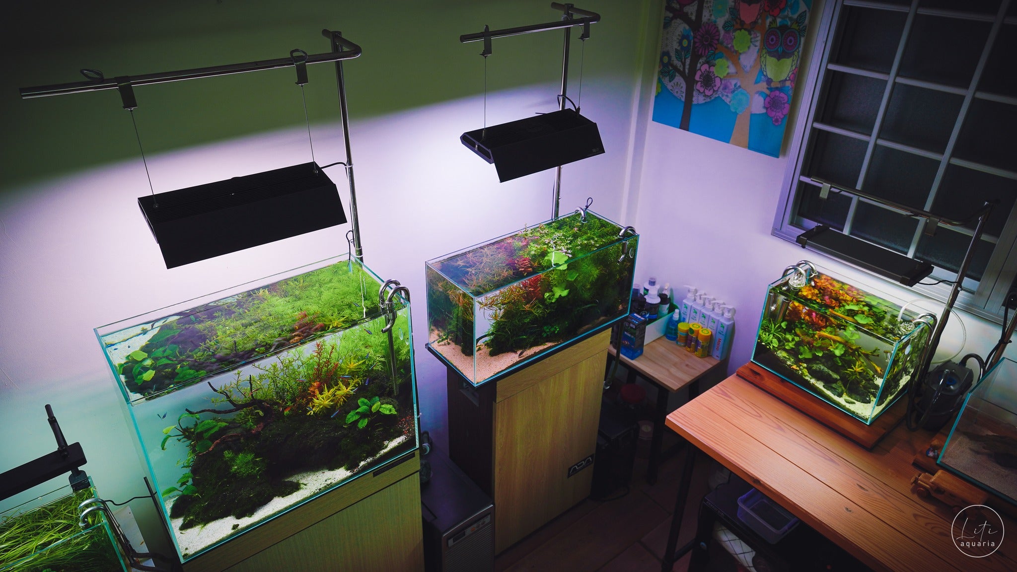 A well-lit aquascaping setup featuring three lush planted tanks, with tools and supplies on a nearby wooden table.