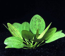 Echinodorus Schlueteri (Green Leopard) - Potted