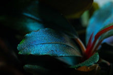Bucephalandra sordidula 'Blue' - Potted