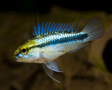 Apistogramma 'trifasciata' Dwarf Cichlid