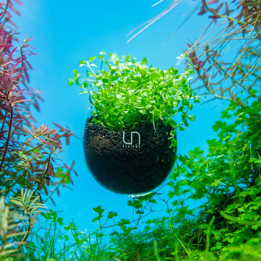 UNS Glass Planter Cup