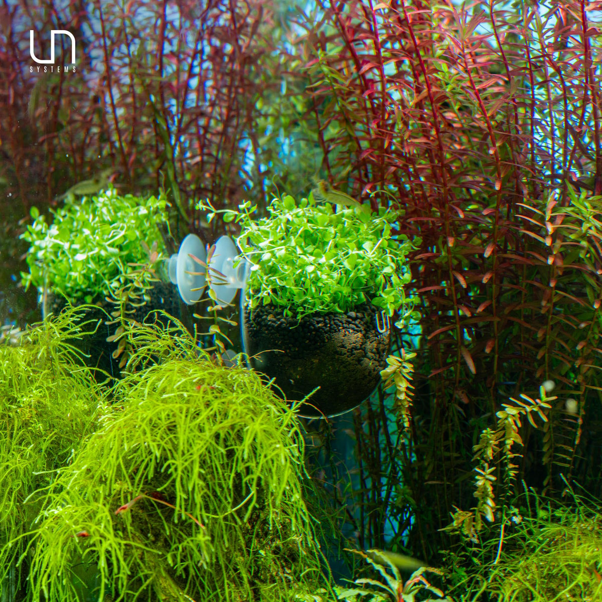UNS Glass Planter Cup
