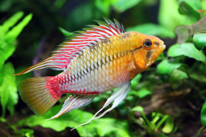 Apistogramma Hongsloi (Golden) Dwarf Cichlid