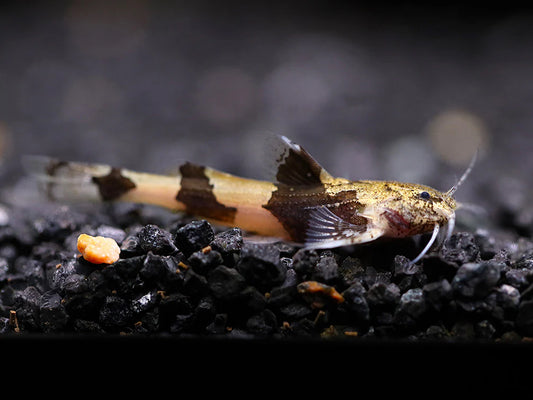 Indawgyi Stream Catfish