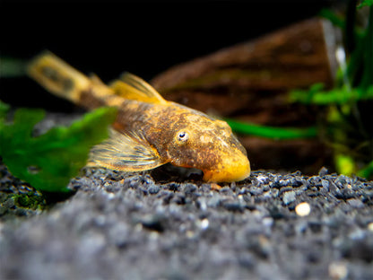 Super Red Calico Bristlenose Pleco