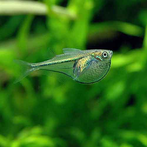 Pygmy Hatchetfish