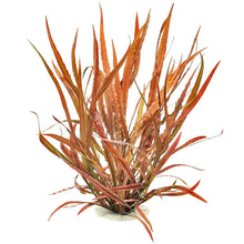 Cryptocoryne Spiralis Tiger - Potted