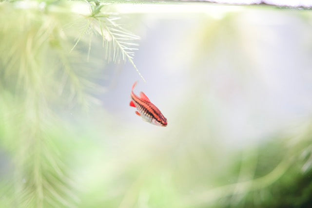 A small, vibrant red fish swims gracefully among soft green aquatic plants in a clear aquarium.