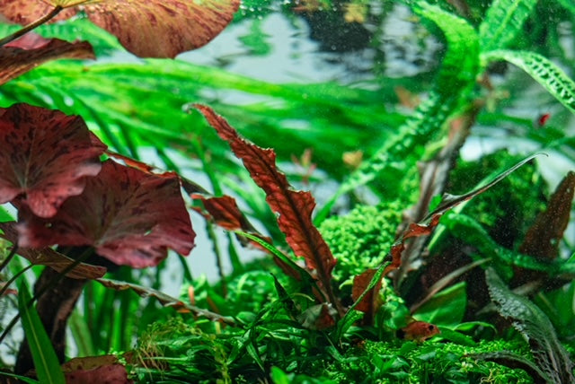 A vibrant underwater scene with lush green plants, red leaves, and delicate ferns, creating a serene aquatic environment.