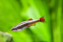 White Cloud Mountain Minnow