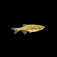Gold Ring Danio