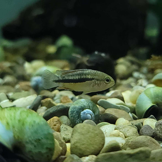 Golden-eyed Dwarf Cichlid