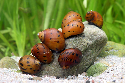 Nerite Snail - Tire Track