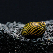 Nerite Snail -Zebra
