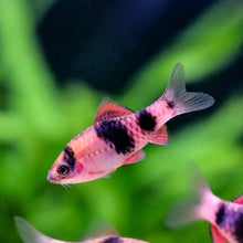 Melon Barb