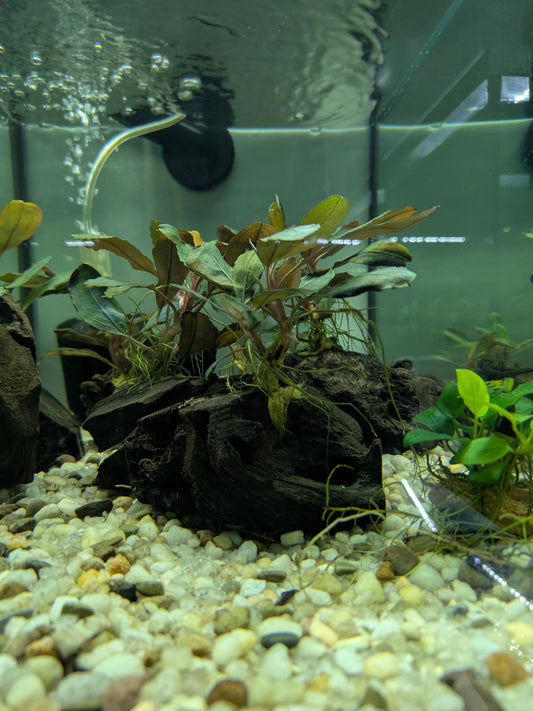 Bucephalandra Brownie Blue on Medium Driftwood
