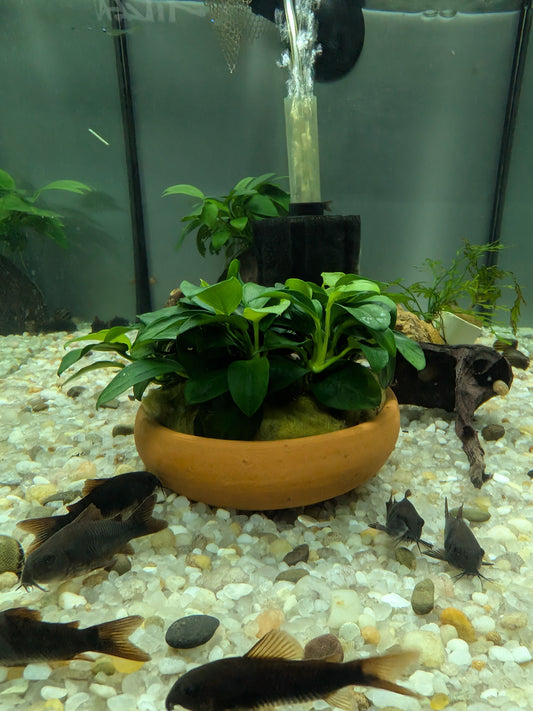 Anubias nana petite on 2.5" Terracotta Bowl