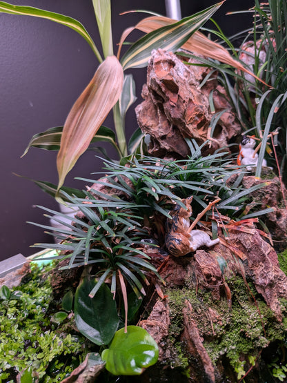 Ophiopogon Pusillus - Potted Terrestrial