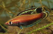 Nagy’s Licorice Gourami