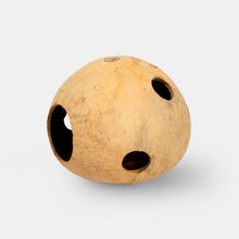 Coconut Full Shell Cave