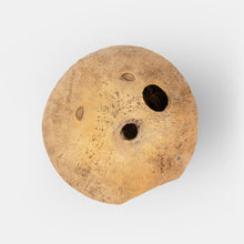 Coconut Full Shell Cave