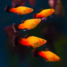 Platy - Sunset Wagtail