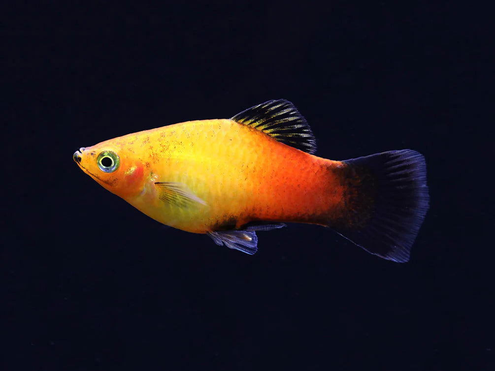 Platy - Sunset Wagtail