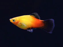 Platy - Sunset Wagtail