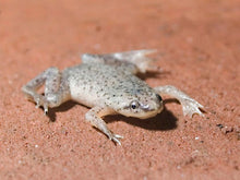 African Dwarf Frogs - Planted Aquaria