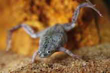 African Dwarf Frogs - Planted Aquaria