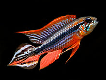 Agassizi 'Tefe Red Back' Dwarf Cichlid - Planted Aquaria