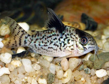 Agassizii's Corydora - Planted Aquaria