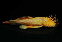 Albino Bristlenose Pleco - Planted Aquaria