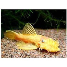 Albino Bristlenose Pleco - Planted Aquaria