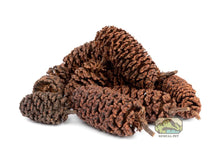 Alder Cones - 1oz - Planted Aquaria