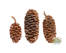 Alder Cones - 1oz - Planted Aquaria