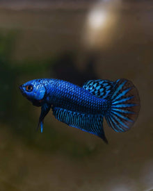 Alien Blue Male Betta - Planted Aquaria