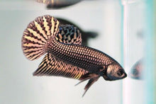 Alien Copper Male Betta - Planted Aquaria