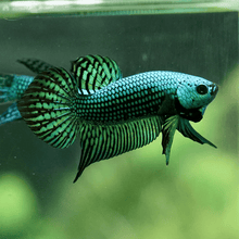 Alien Green Male Betta - Planted Aquaria