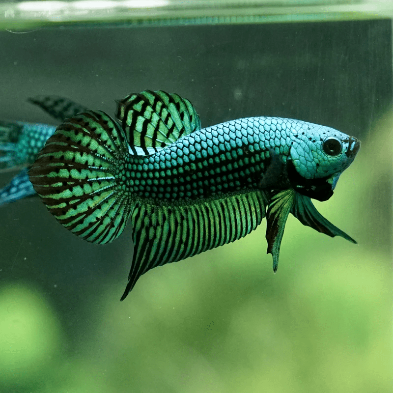 Alien Green Male Betta - Planted Aquaria
