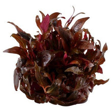 Alternanthera reineckii 'Mini' - Tropica TC - Planted Aquaria