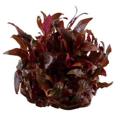 Alternanthera reineckii 'Mini' - Tropica TC - Planted Aquaria