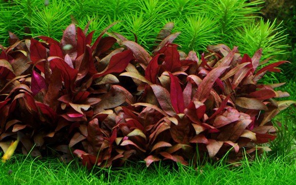 Alternanthera reineckii 'Mini' - Tropica TC - Planted Aquaria