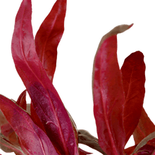 Alternanthera reineckii 'Pink' - Potted - Planted Aquaria