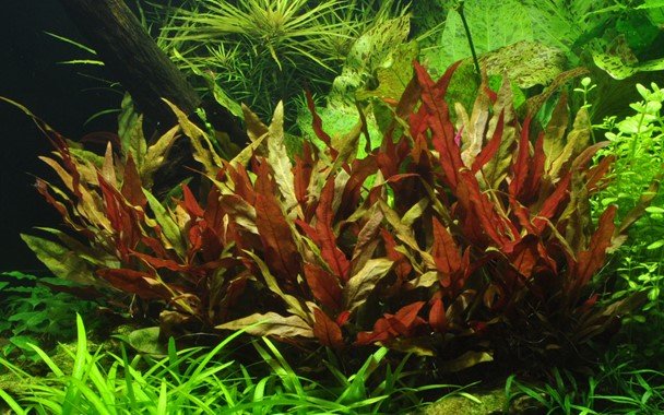 Alternanthera reineckii 'Pink' - Potted - Planted Aquaria