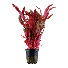 Alternanthera reineckii 'Pink' - Potted - Planted Aquaria