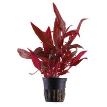 Alternanthera reineckii 'Rosanervig' - Potted - Planted Aquaria