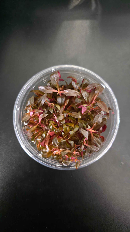 Alteranthera Reineckii Mini - Tissue Culture
