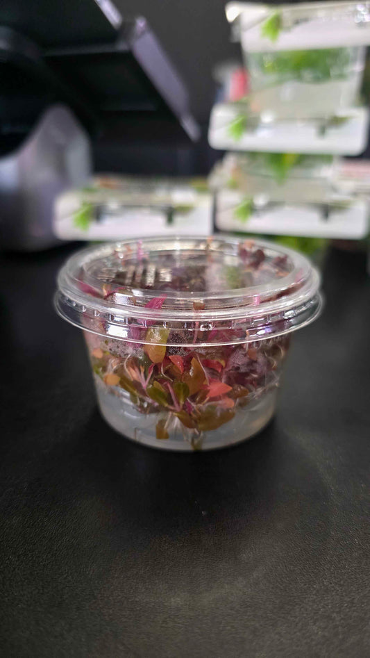 Alteranthera Reineckii Mini - Tissue Culture