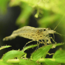 Amano Shrimp - Planted Aquaria